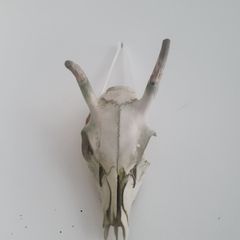 Deer Skull