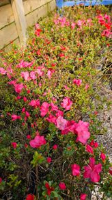 Plants and Shrubs TWO euros