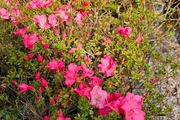Plants and Shrubs TWO euros