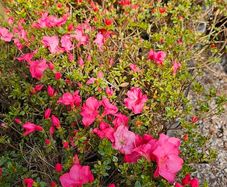 Plants and Shrubs TWO euros