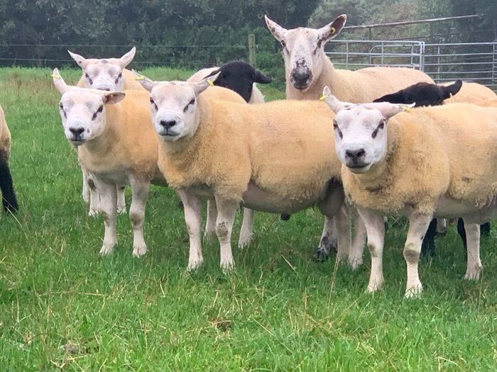 Pedigree Registered Suffolk & Texel Rams
