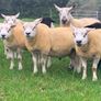 Pedigree Registered Suffolk & Texel Rams Image 7