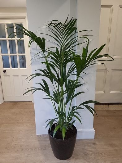 Kentia palm