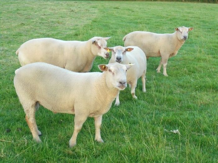 Charolais Ram.  Available.. Available.
