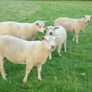Charolais Ram.  Available.. Available. Image 3
