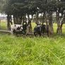 Pure bread Dutch spotted Hogget ram and ram lambs Image 4
