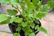 garden plants