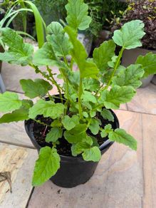 garden plants