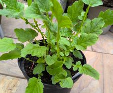 garden plants