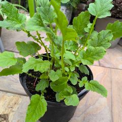 garden plants