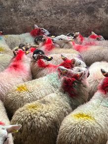 20 super brokie ewe lambs