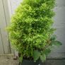 Thuja Image 2