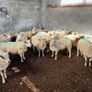 Hoggets Image 5
