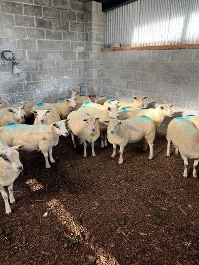 Hoggets