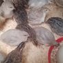 Coturnix Quail wide variety of Colours Image 7