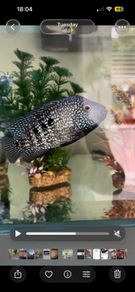 aquariums
