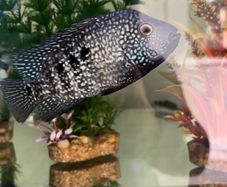aquariums