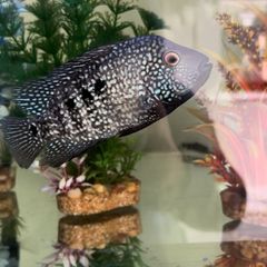 aquariums