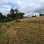 Caheragh Annual Threshing & Vintage  on Tomorrow Image 6