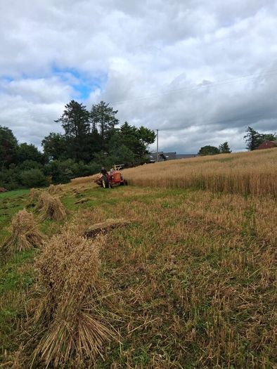 Caheragh Annual Threshing & Vintage  on Tomorrow