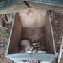 dog house Image 4