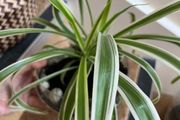 spider plant indoor plants