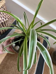 spider plant indoor plants