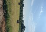 hay