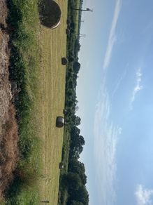 hay