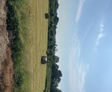 hay