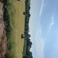 hay