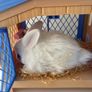 Little live pets Image 2