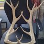 Deer Antlers Image 2