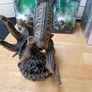 Aliens Warrior mini statue Image 4