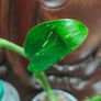 Monstera Standleyana Image 7