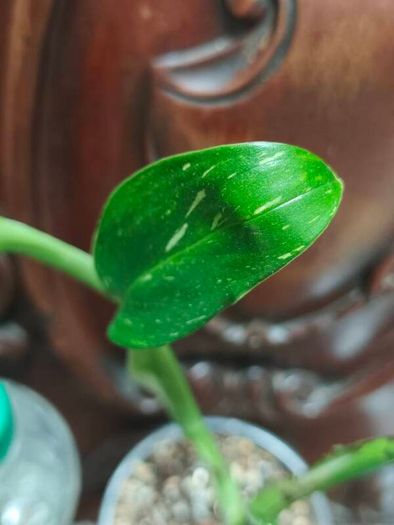 Monstera Standleyana