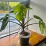 Monstera Thai- Constellation Image 4