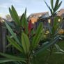 Nerium Oleander PINK Image 2