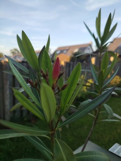Nerium Oleander PINK