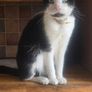 Lovely cat Image 4