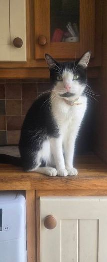 Lovely cat