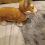 Betty the Corgi Jellycat Image 4