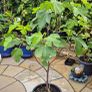 Fig Tree with Figs Image 4