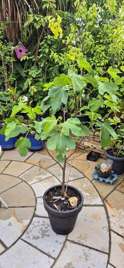 Fig Tree with Figs