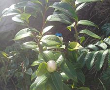 White Camellia