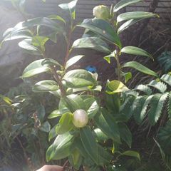 White Camellia