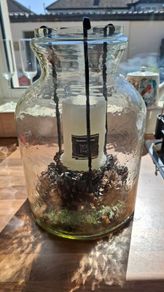 decorative glass vase