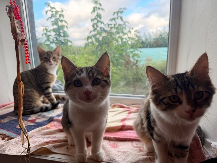 Kittens