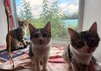 Kittens