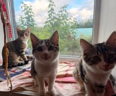 Kittens